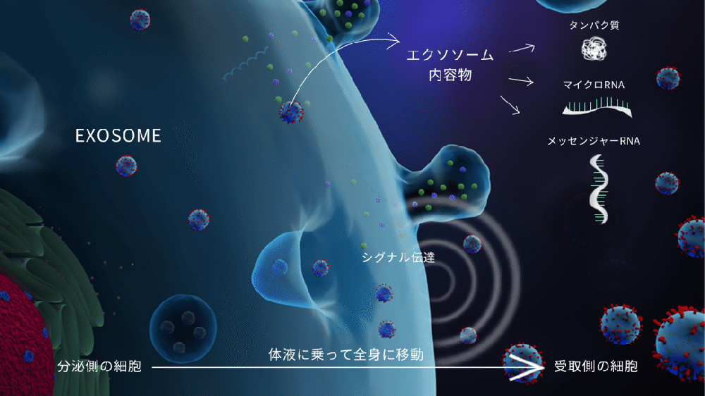 iPS外泌体，开启日本抗衰新赛道