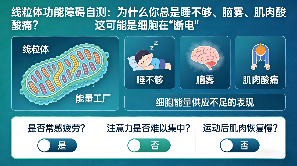 线粒体功能障碍自测:为什么你总是睡不够、脑雾、肌肉酸痛?这可能是细胞在“断电”