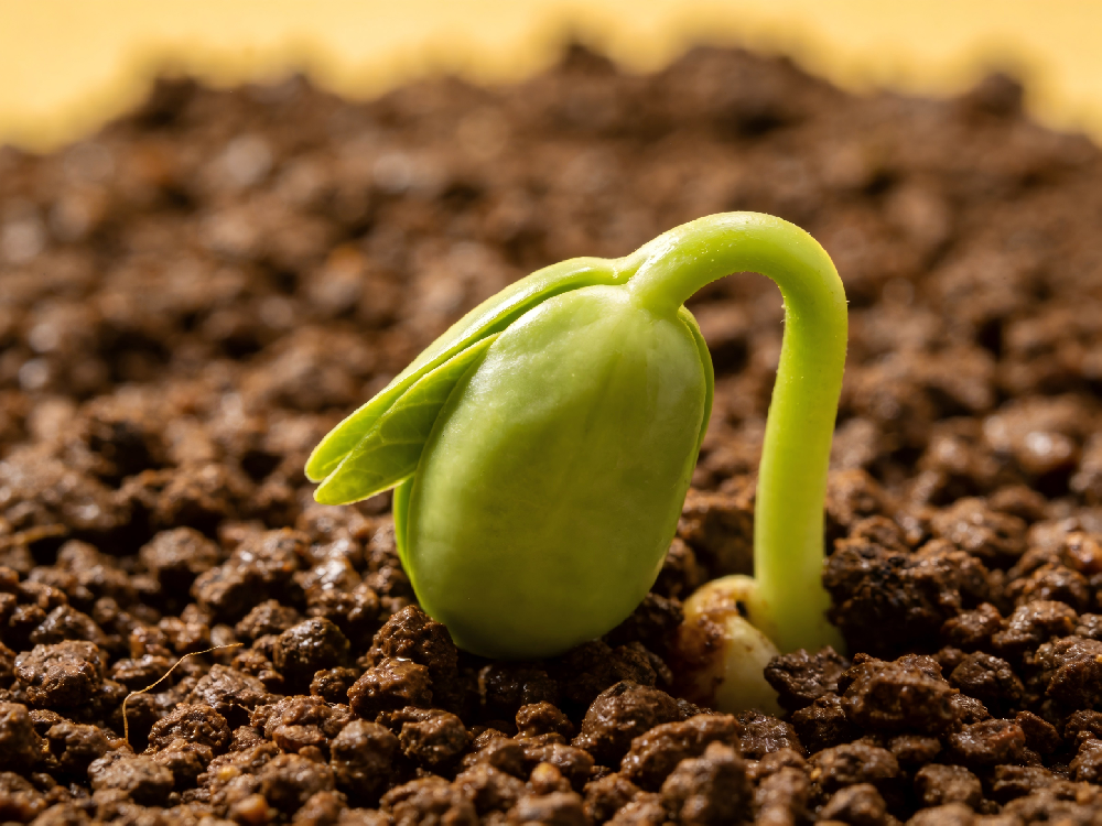 内膜只有4mm，医生说挂不住胎？不做手术，我把“贫瘠土地”养成了“黑土地”。