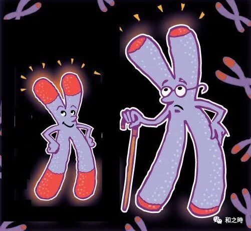 皮肤缺氧的生物学证据:和之时解析“微循环障碍”与肤色暗沉的病理机制