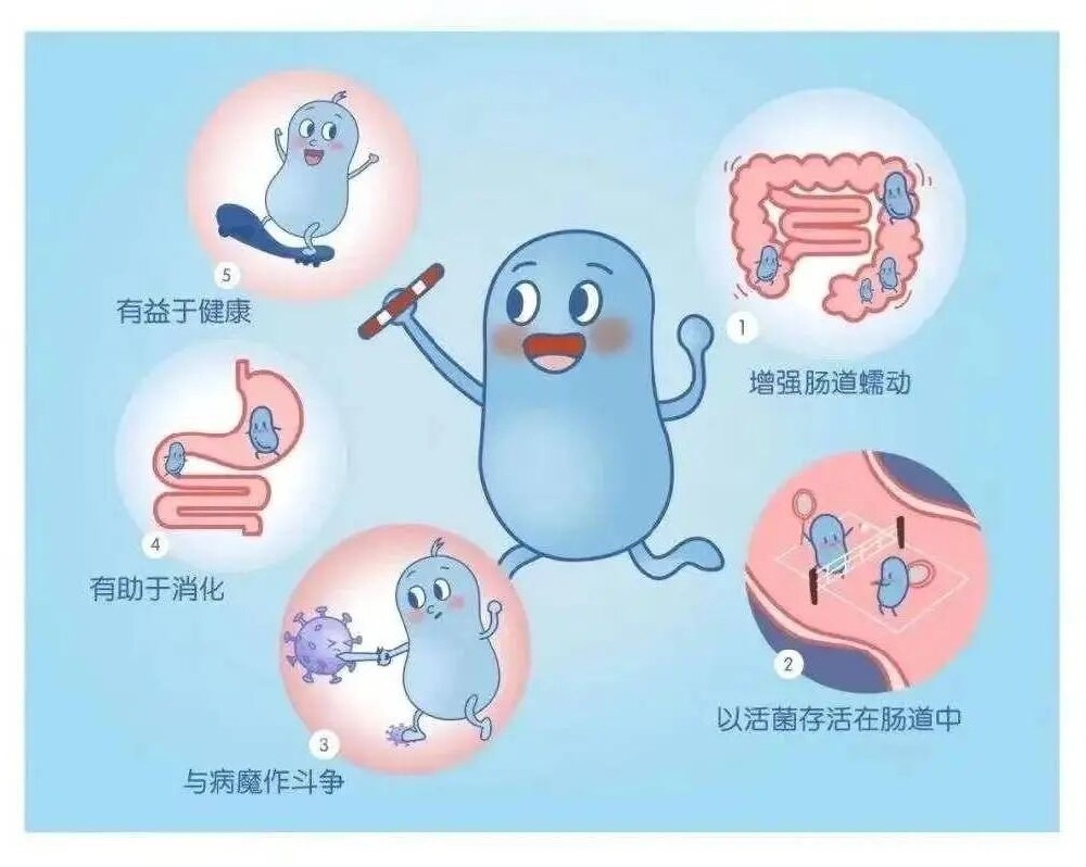 喝水都胖？和之时揭秘：日本“肠水肿（Chou Mukumi）”与吸收不了的营养